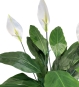 Detailaufnahme der weißen Hochblätter und tiefgrünen Blätter einer Einblatt Kunstpflanze – realistisches Spathiphyllum Design