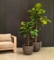 Künstliche Geigenfeige im modernen Interieur – dekorativer Ficus lyrata mit tropischem Flair