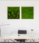 Kugelmoos- und Moosbilder 80x80 cm im Büro