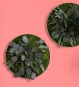 Runde Pflanzenbilder mit Eukalyptus