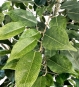 nahaufnahme.jpg Nahaufnahme der grünen Blätter der künstlichen Ficus Birkenfeige mit authentischer Maserung