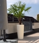 Pflanzgefaess hoch schmal beige outdoor mit Palme
