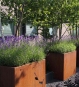 Pflanzkübel Cortenstahl kubisch Garten mit Lavendel
