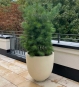 Pflanzkuebel XXL beige rund mit Kiefer auf Terrasse