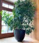 XL Blumentopf Anthrazit für innen mit Fikus