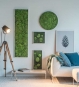 Moosbilder Greenbop 01