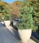 Pflanzkübel XXL Beige rund mit Nadelholz Baum