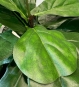 Ficus Lyrata Geigenfeige Blatt Detail