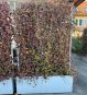 Pflanzkübel für Fertighecken für die Terrasse 180 cm hoch