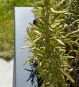 Anthrazitfarbene Fiberglas-Pflanzkübel im Vorgarten mit Gras bepflanzt